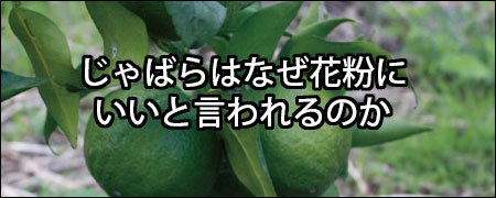 じゃばらはなぜ花粉にいいと言われるのか