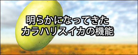 明らかになってきたカラハリスイカの機能