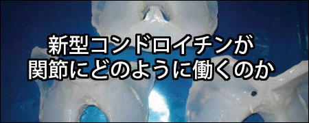 新型コンドロイチンが関節にどのように働くのか