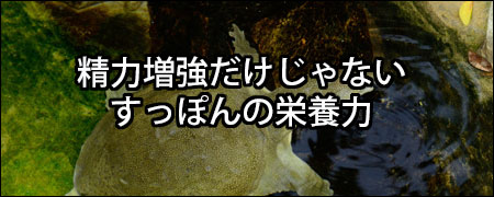 精力増強だけじゃないすっぽんの栄養力